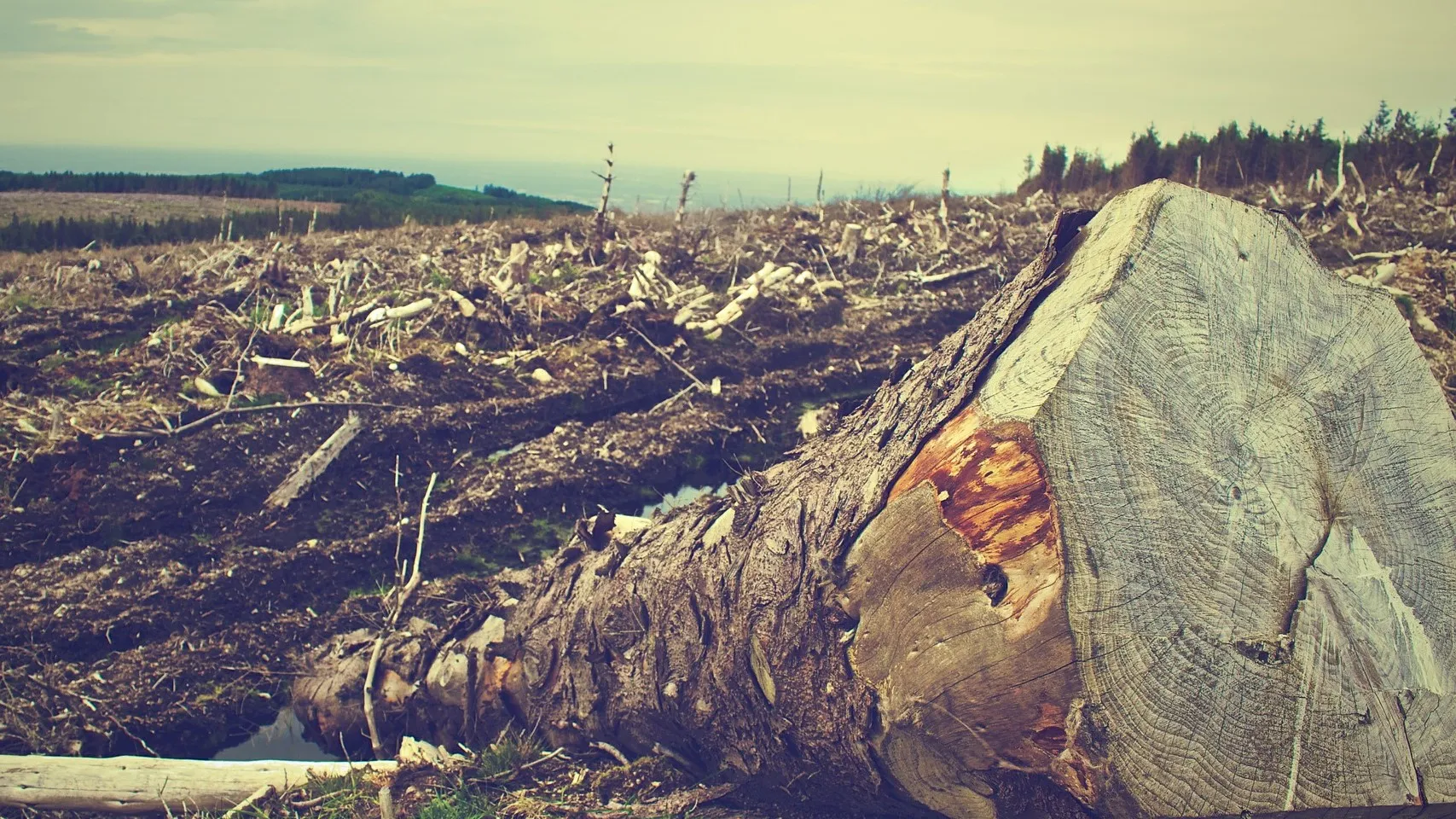 Rubrik_Naturschutz_Biodiv_Entwaldung_c.Pixabay_deforestation-405749_1920